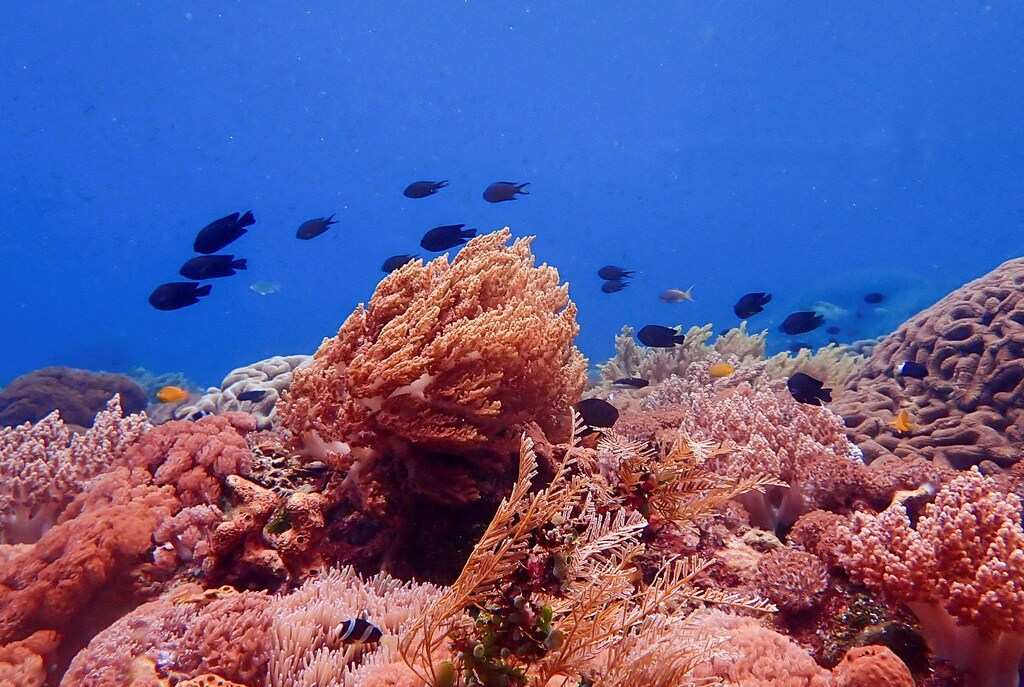 Los arrecifes de coral son una de las soluciones basadas en la naturaleza que podemos apoyar y proteger para secuestrar el exceso de dióxido de carbono de la atmósfera.