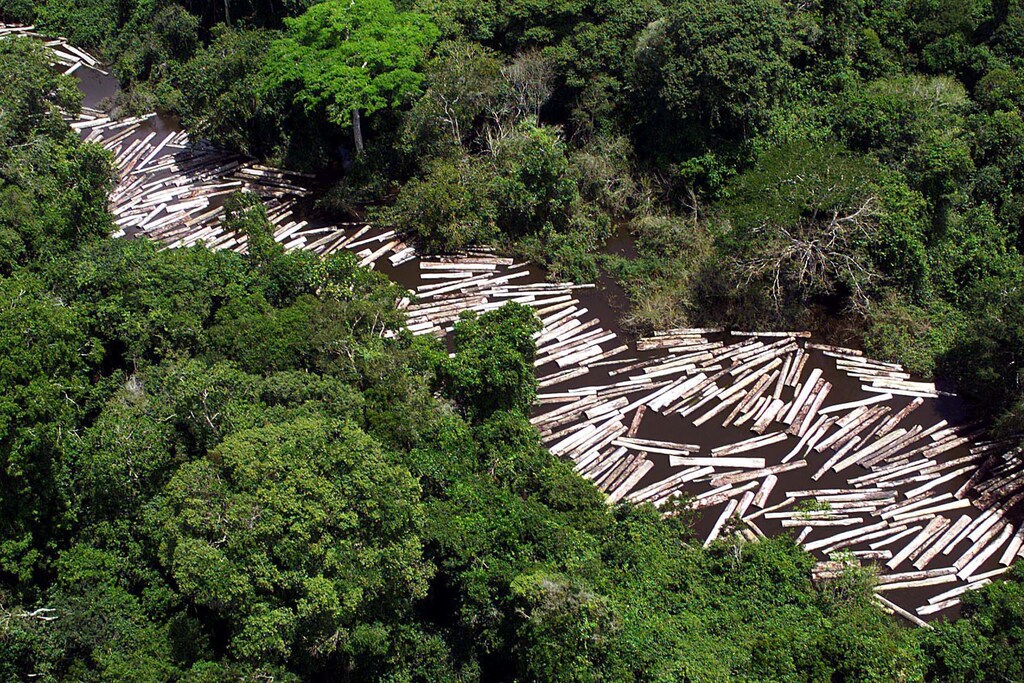 Illegally-cut mahogany wood trunks are seen floating over Iriri River in Altamira, in the Amazon state of Para, in this February 19, 2002 file photo. [Brazil's environmental agency IBAMA officials recovered U$ 25 million (220,000 square feet) of illegally cut mahogany in the Amazon at a site where they found 28 trucks, two tractors and two airplanes used by the gang of illegall loggers. Brazil banned mahogany logging last October, fearing that at current rates of logging the Brazilian Amazon's mahoganys reserves could disappear in eight years.] (CREDIT : REUTERS/Agencia Estado/Dida Sampaio) ?? OUT, NO ONLINES - PBEAHUKTYBS