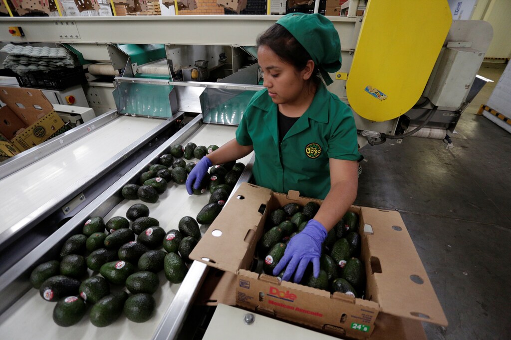 A worker packs avocados at Don Goyo packaging warehouse in Tacambaro, in Michoacan state, Mexico, June 7, 2017. Picture taken June 7, 2017. REUTERS/Alan Ortega - RC1B9E2B6100