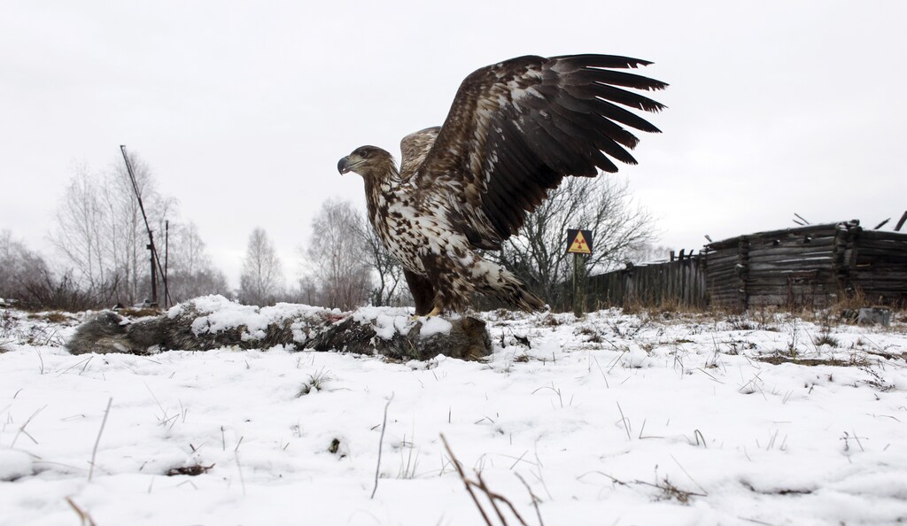 A white-tailed eagle lands on a wolf's carcass in the 30 km (19 miles) exclusion zone around the Chernobyl nuclear reactor, in the abandoned village of Dronki, Belarus, February 15, 2016. What happens to the environment when humans disappear? Thirty years after the Chernobyl nuclear disaster, booming populations of wolf, elk and other wildlife in the vast contaminated zone in Belarus and Ukraine provide a clue. On April 26, 1986, a botched test at the nuclear plant in Ukraine, then a Soviet republic, sent clouds of smouldering radioactive material across large swathes of Europe. Over 100,000 people had to abandon the area permanently, leaving native animals the sole occupants of a cross-border "exclusion zone" roughly the size of Luxembourg. REUTERS/Vasily Fedosenko