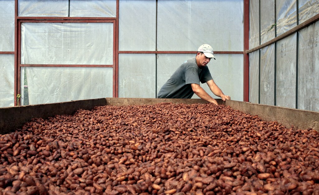 A worker dries cocoa beans at the "Jorge Salazar" Cooperative in the town El Tule in Matagalpa, Nicaragua January 8, 2016. Soaring temperatures in Central America due to climate change are forcing farmers to pull up coffee trees and replace them with cocoa, spurring a revival in the cultivation of a crop once so essential to the region's economy. Picture taken January 8, 2016. REUTERS/Oswaldo Rivas - GF20000089476