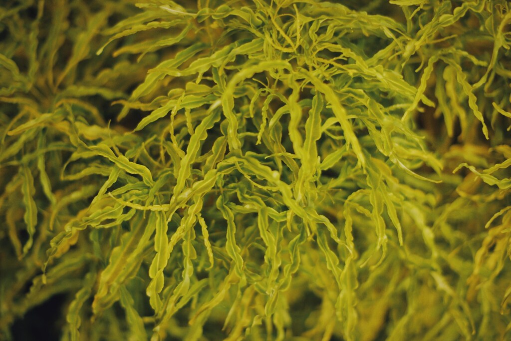 A new study shows that a decade of restoration efforts has helped a damaged underwater seaweed forest regrow to a level of richness and vitality comparable to forests that have never been disturbed.
