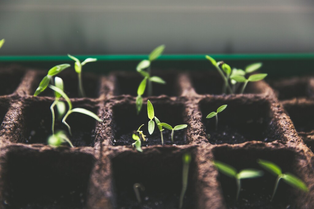 View of plant sprouts.