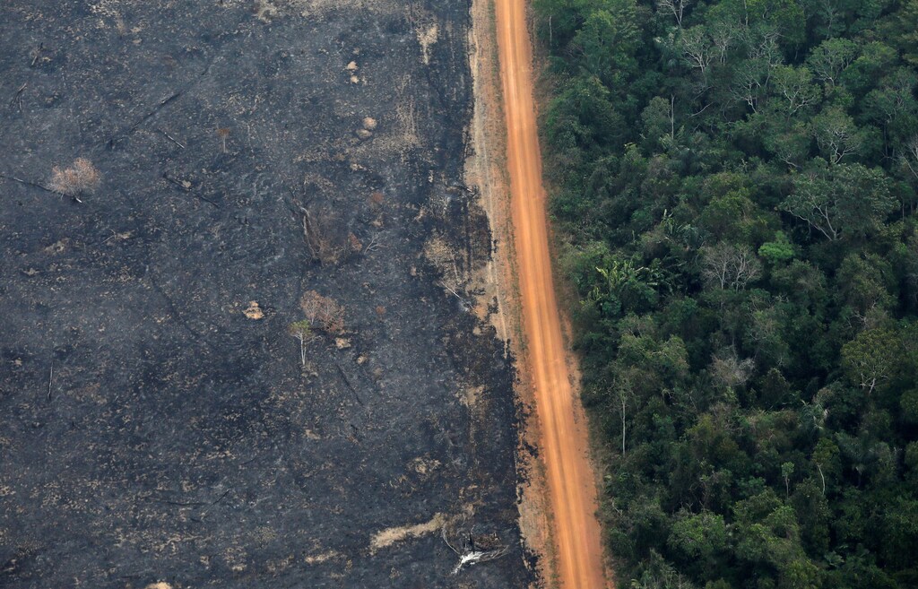 brazil deforestation economy global future
