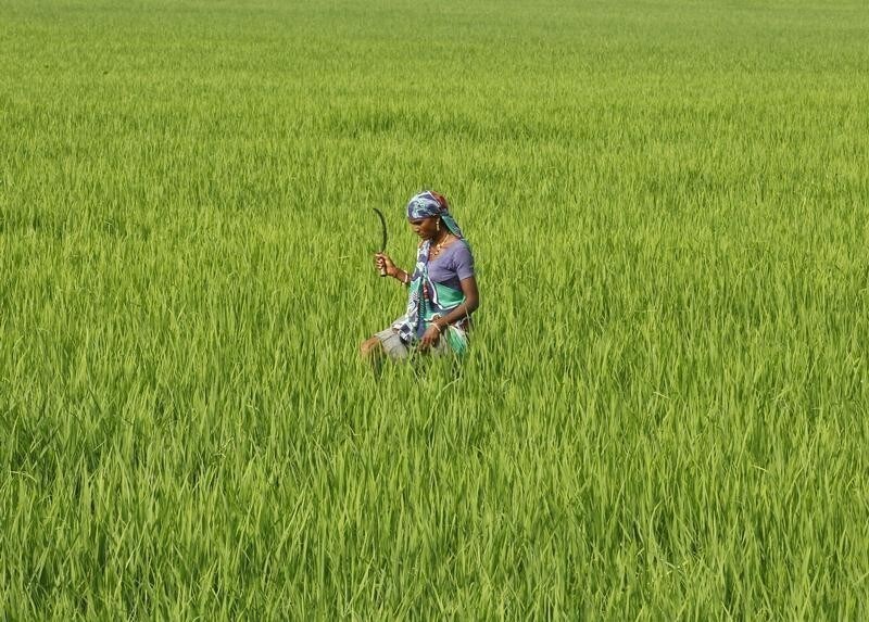 A farm worker looks for dried plants to remove in a paddy field on the outskirts of Ahmedabad, India, September 8, 2015. India has just suffered back-to-back drought years for only the fourth time in over a century, summer crops are wilting and reservoir water levels are at their lowest in at least a decade for the time of year. Yet Prime Minister Narendra Modi's government has not held a high-level meeting to discuss drought relief for farmers since June, when its weather office forecast - correctly as it turned out - that this year's monsoon rains would fall short. Fifteen months since winning power, in part on his record in boosting agriculture as chief minister of Gujarat, Modi faces growing criticism for failing to shield Indian farmers from deepening hardship. To match INDIA-DROUGHT/ Picture taken September 8, 2015. REUTERS/Amit Dave
