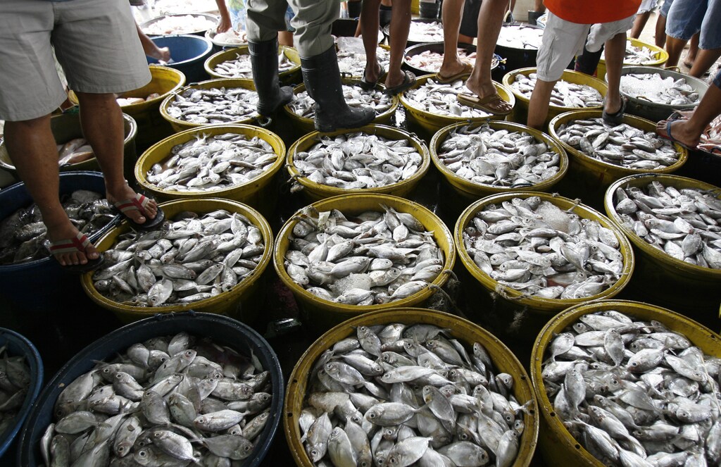 Fish vendors stand on buckets of fresh fish while negotiating prices with fishermen inside a fish port in Navotas City, Metro Manila January 12, 2009. REUTERS/Romeo Ranoco (PHILIPPINES) - GM1E51C166H01