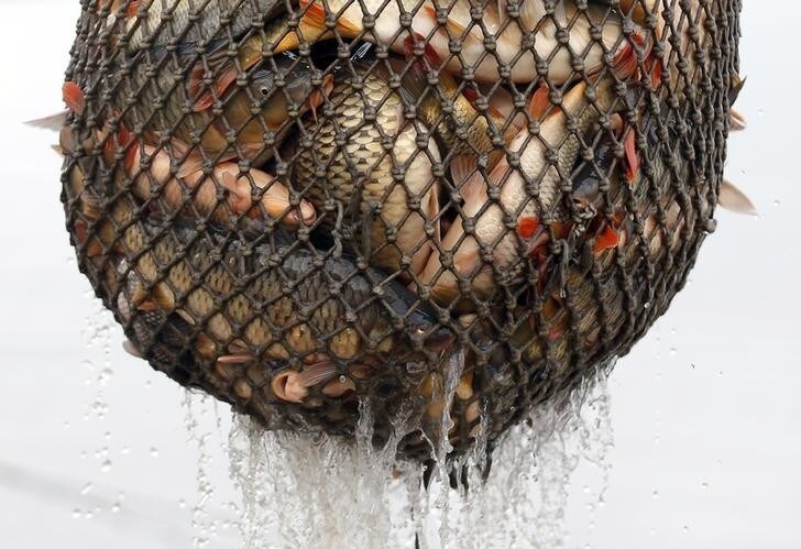 Fish is collected from a net during harvesting at one of Europe's biggest freshwater fishing firms in the Great Hungarian plain in Hortobagy, east from Budapest November 6, 2014. Picture taken on November 6, 2014. REUTERS/Laszlo Balogh (HUNGARY - Tags: ANIMALS ENVIRONMENT FOOD)