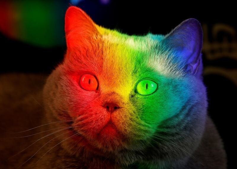 A British Blue cat is lit up by sunlight diffracted through an aquarium at an apartment in the Siberian city of Krasnoyarsk, Russia July 8, 2018. REUTERS/Ilya Naymushin TPX IMAGES OF THE DAY - RC1CBC27A9E0