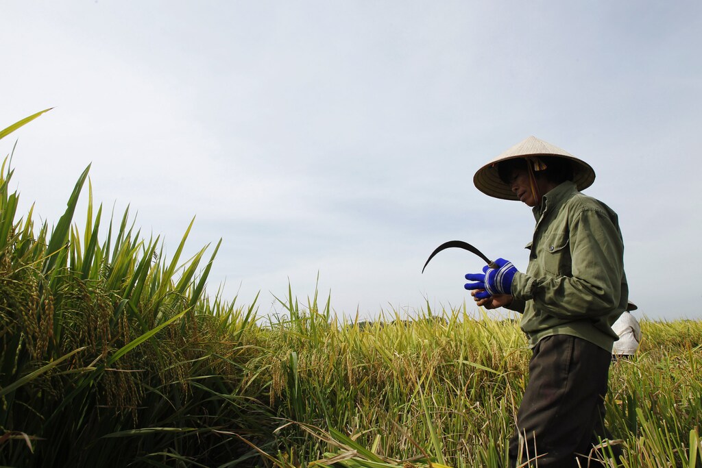 Farmers harvest rice on a paddy field in Ngoc Nu village, outside Hanoi June 10, 2011: Many solutions may not live up to their promises, especially in sustainability