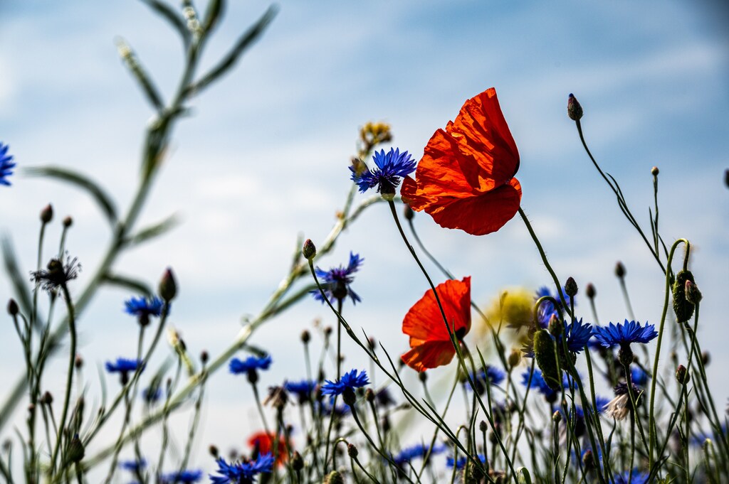 A close up of a flower meadow, demonstrating the world's biodiversity