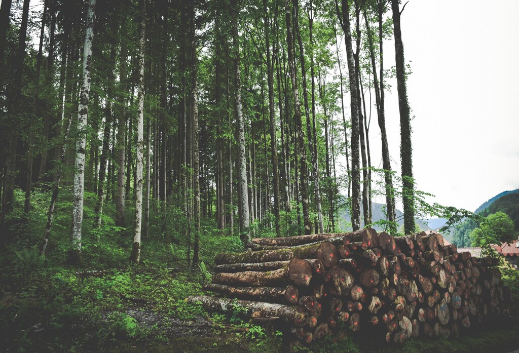 Sustainable timber has a key role to play in reaching net zero.