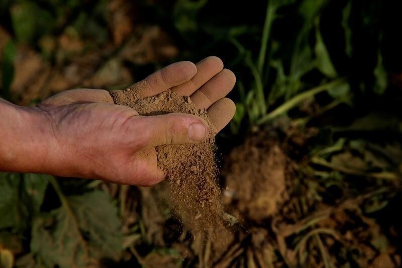 A man holds dry earth from a sugar beet field, as extreme drought hits France, in Cantaing-sur-Escaut, France, August 27, 2019. REUTERS/Pascal Rossignol - RC14E69E8820