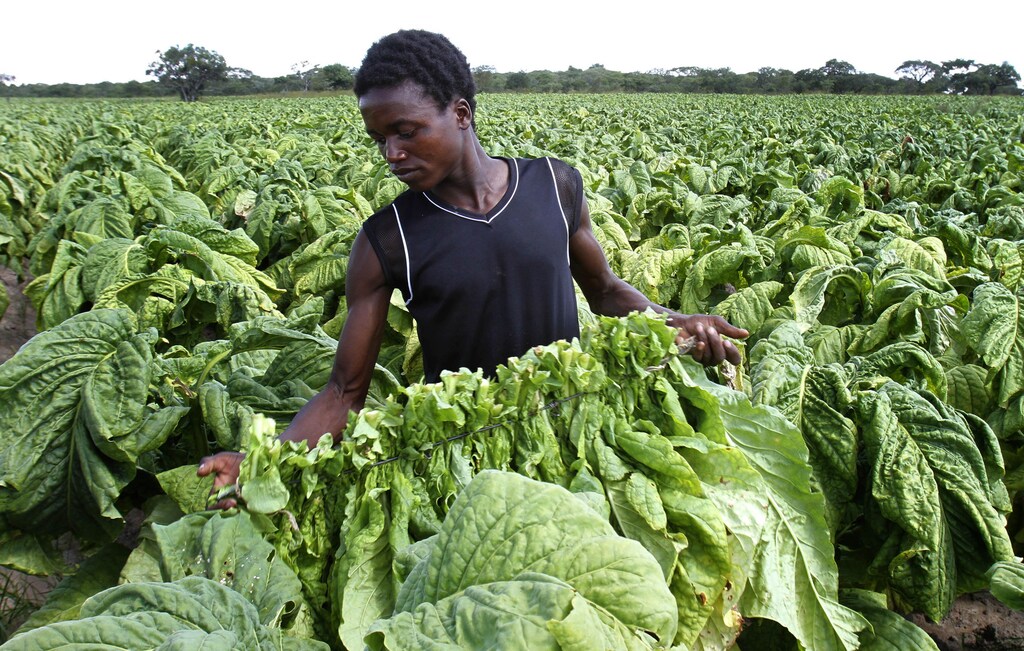 Zimbabwean farm worker Tendai Zivengwa carries raw tobacco at Mupfudze Farm in Featherston, about 150km south of Harare, February 12, 2013. The 2013 tobacco selling season starts on February 13 at the country's three auction floors. The southern African country expects to sell 170 million kg of the crop this year, compared to 140 million kg previously. REUTERS/Philimon Bulawayo (ZIMBABWE - Tags: AGRICULTURE) - GM1E92D0E0V01