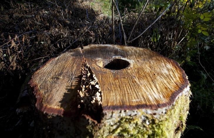 Tree stumps that were recently cut down by workers hired by Kinder Morgan are pictured in the Burnaby Mountain Conservation Area in Burnaby, British Columbia, October 6, 2014. A Western Canadian pipeline once seen as the best near-term hope for sending more of the country's controversial tar sands crude to Asia has hit a sizable snag - angry municipal politicians intent on burying the project in lawsuits and red tape. Kinder Morgan Energy Partners' C$5.4 billion ($4.85 billion) Trans Mountain expansion would twin a 60-year-old line running from the oil-rich province of Alberta to the coastal city of Vancouver, tripling its capacity. REUTERS/Ben Nelms (CANADA - Tags: BUSINESS ENERGY ENVIRONMENT)