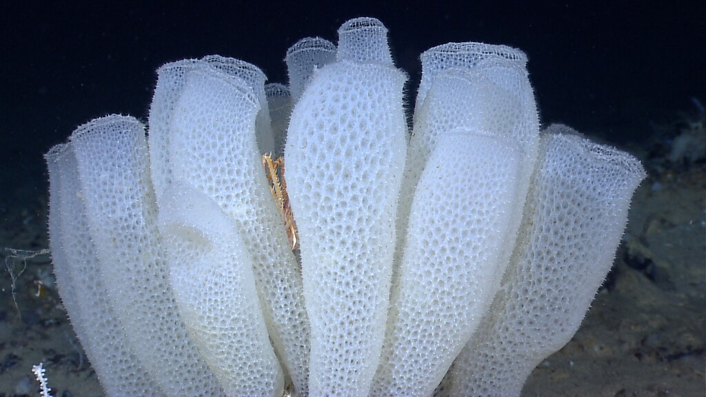 A spectacular group of Venus flower basket glass sponges.