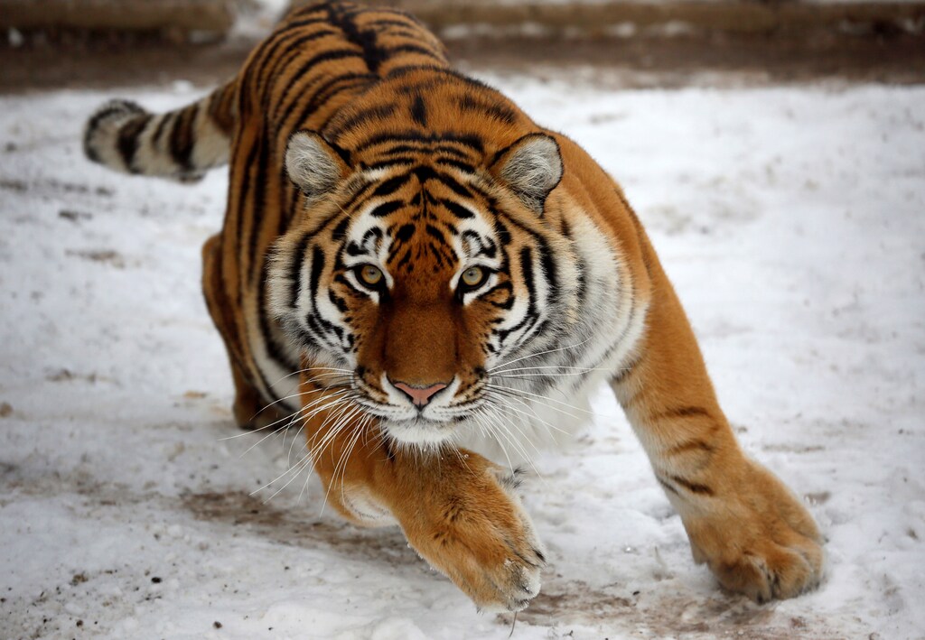 Yunona, a four-year-old female Amur tiger, makes an attempt to attack inside an open-air cage at the Royev Ruchey zoo in Krasnoyarsk, Russia, October 21, 2016. REUTERS/Ilya Naymushin - RTX2PVPX