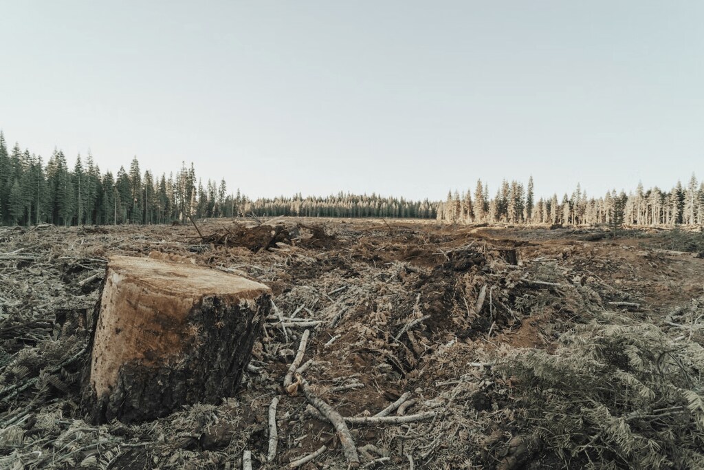 A tree stump in a deforested area