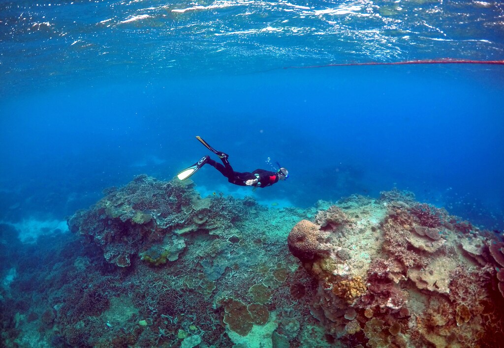 a diver swims by a coral reef