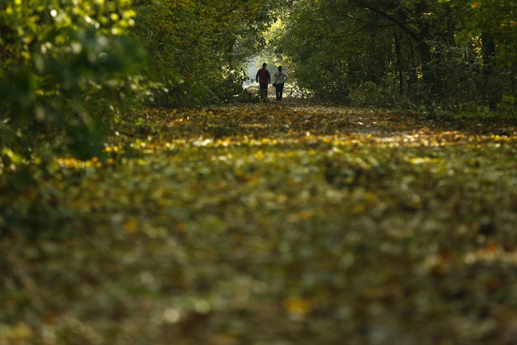 A couple walks in a forest on a warm autumn day in Bucharest November 7, 2014. REUTERS/Bogdan Cristel (ROMANIA - Tags: SOCIETY ENVIRONMENT) - GM1EAB71U9201