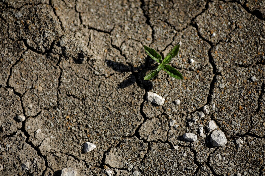 A green plant is seen in the home village of Jakelin Caal, a 7-year-old girl who handed herself in to U.S. border agents earlier this month and died after developing a high fever while in the custody of U.S. Customs and Border Protection, in San Antonio Secortez, in Guatemala December 21, 2018. Picture taken December 21, 2018. REUTERS/Carlos Barria - RC1DD6BE18F0