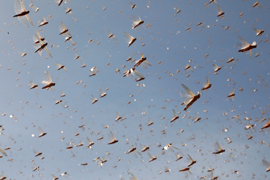 Desert locusts fly near the town of Rumuruti, Kenya. Earth system stresses are increasingly causing national security concerns — and this trend looks set to continue.