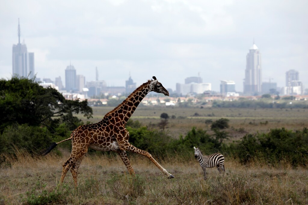 The Nairobi skyline is seen in the background as a giraffe runs through the Nairobi National Park, Kenya.