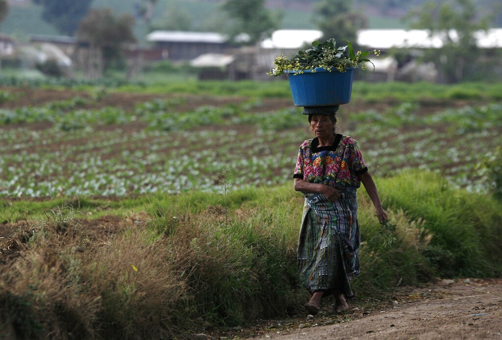 A woman carries vegetables from the field at the end of the day in Tecpan, Guatemala, May 5, 2008. Central American governments are handing out cash and fertilizers and buying up grains from farmers to prevent rising food prices from pushing millions into deeper hunger and poverty. Picture taken May 5, 2008. REUTERS/Daniel LeClair (GUATEMALA) - GM1E4590ANM01