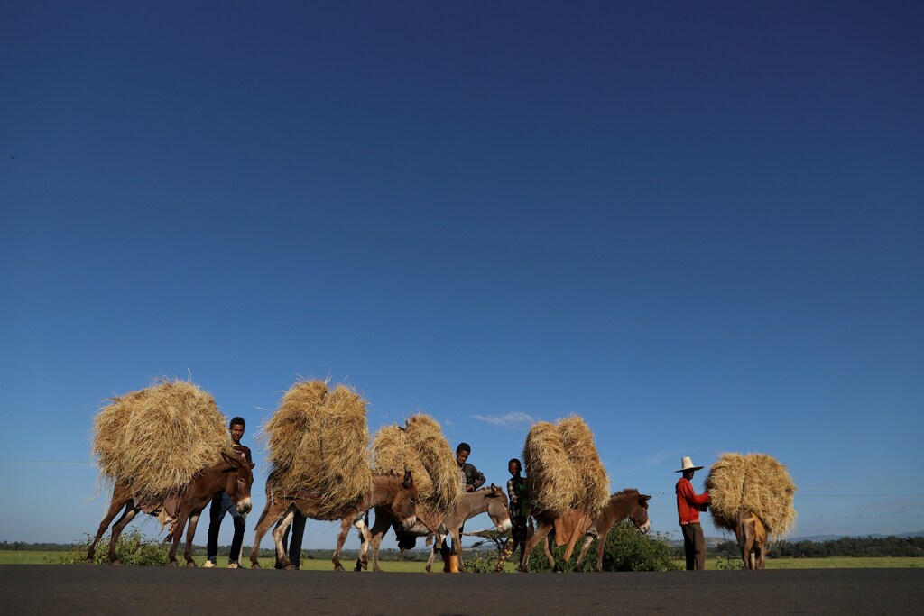 Farmers transport teff from their farm in the town of Woliso, Oromia region, Ethiopia, October 22, 2018. REUTERS/Tiksa Negeri SEARCH "ETHIOPIA OROMOS" FOR THIS STORY. SEARCH "WIDER IMAGE" FOR ALL STORIES. TPX IMAGES OF THE DAY - RC1FD5352200