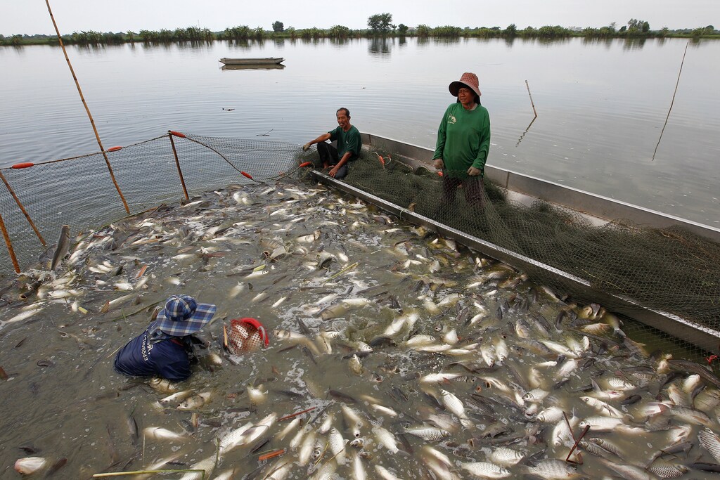 image of a freshwater fish farm
