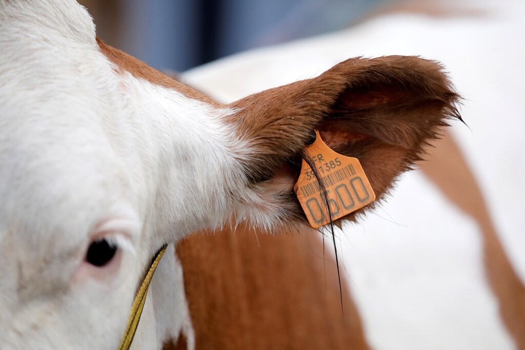 A cow is pictured on the eve of the opening of the International Agricultural Show in Paris, France, February 24, 2017. The Paris Farm Show runs from February 25 to March 5, 2017. REUTERS/Benoit Tessier - RTS105YS
