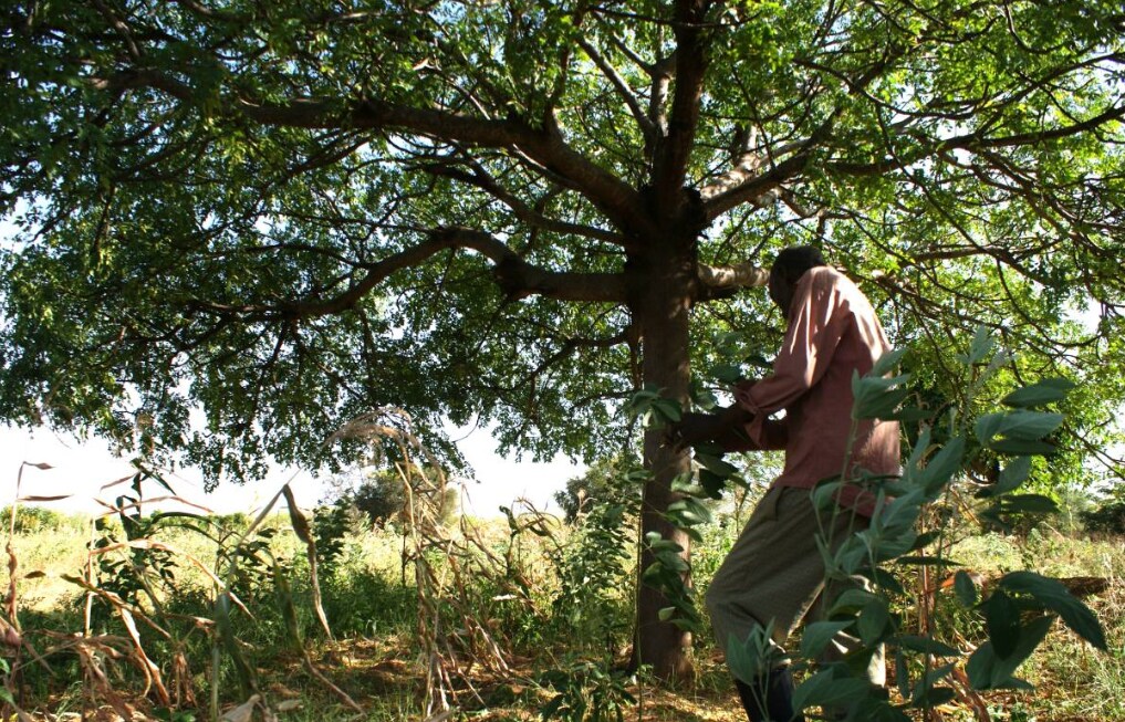 Farmer Jonathan Kituku Mung’ala shows some of the food crops that can grow with the help of the shade of Melia volkensii trees at his farm in Kibwezi, southern Kenya, on February 5, 2019. Thomson Reuters Foundation/Kagondu Njagi