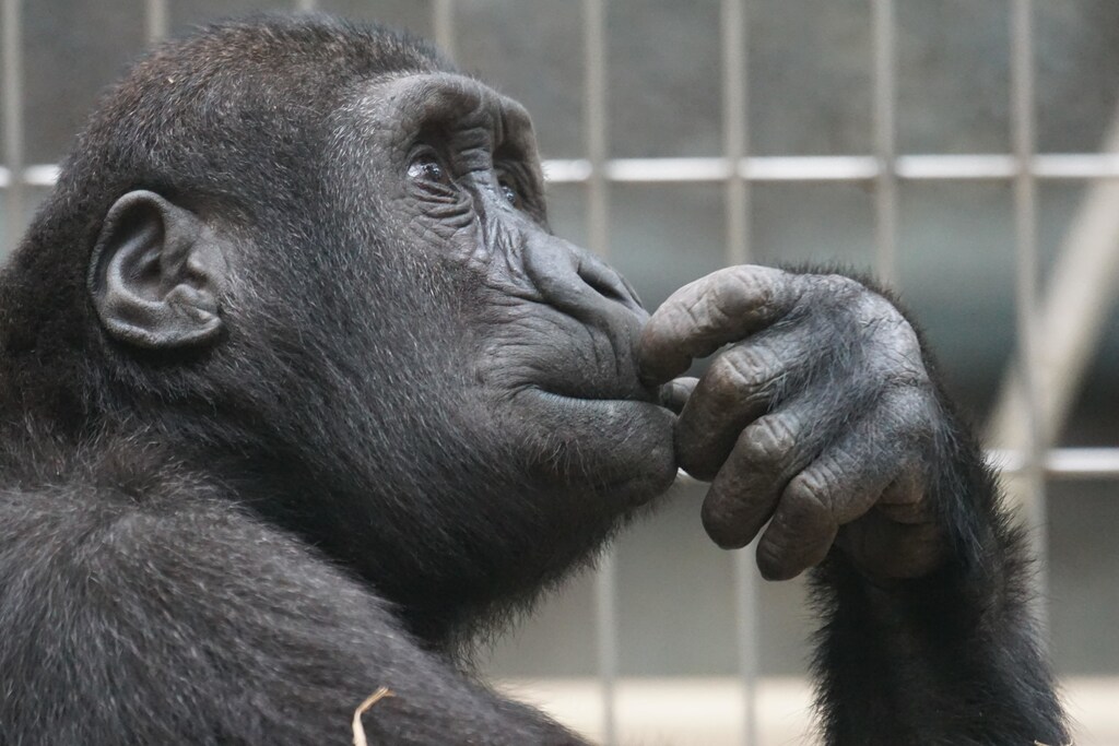 Un paso gigante hacia una posible solución al rompecabezas de la evolución del habla.