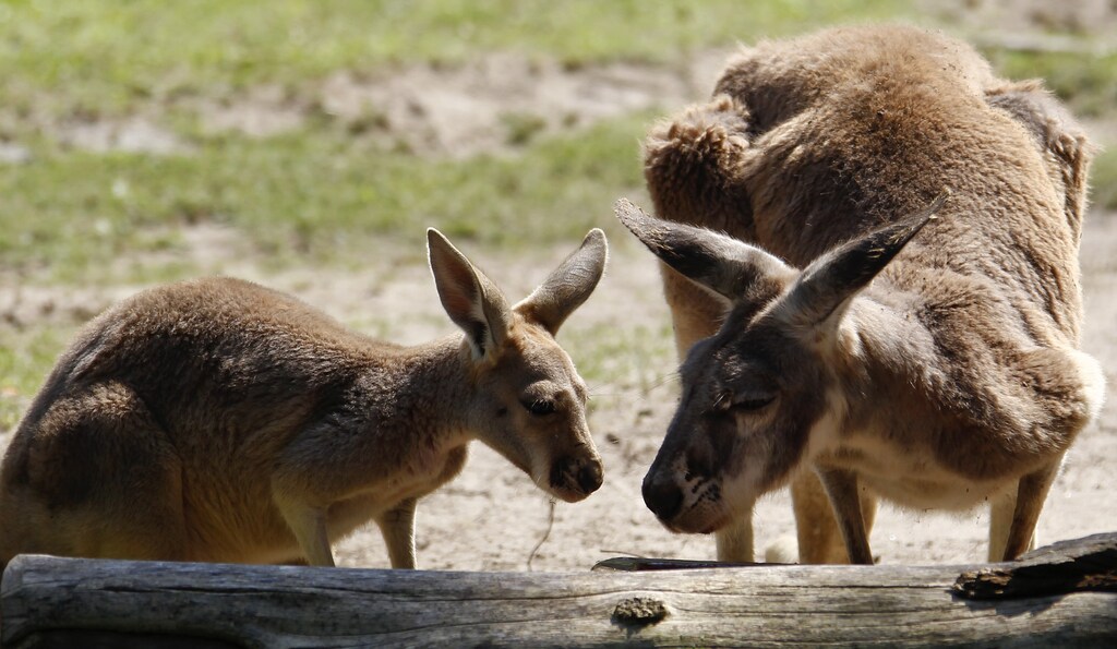 A six-month-old kangaroo (L) stands beside his mother in their enclosure during his official presentation at Berlin Zoo August 10, 2010. REUTERS/Fabrizio Bensch (GERMANY - Tags: ANIMALS) FOR EDITORIAL USE ONLY. NOT FOR SALE FOR MARKETING OR ADVERTISING CAMPAIGNS - RTR2H7FH