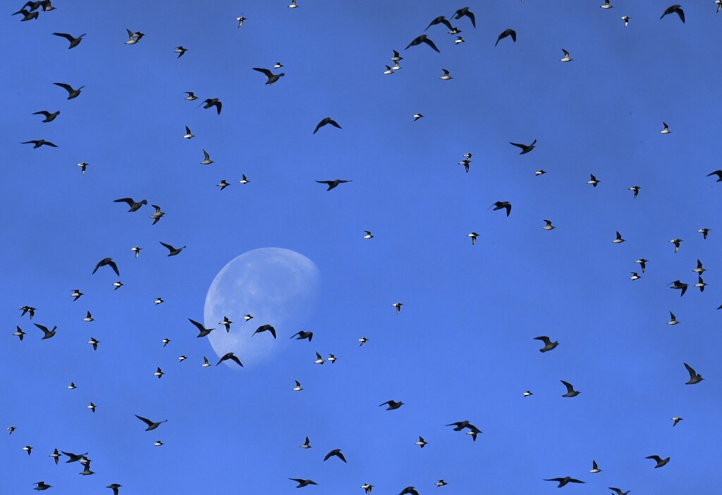 Flocks of wading and sea birds pass in front of the moon as they fly over the coastline as seasonal high tides force them off their feeding grounds closer to shore near Snettisham in Norfolk, Britain, October 20, 2016. REUTERS/Toby Melville TPX IMAGES OF THE DAY - RTX2PP52