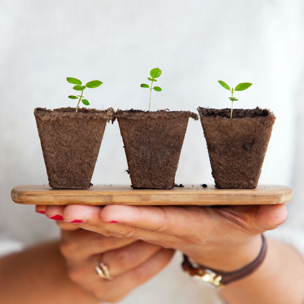 The plants, from the cruciferous vegetable family, took only two days to sprout in the lunar soil.