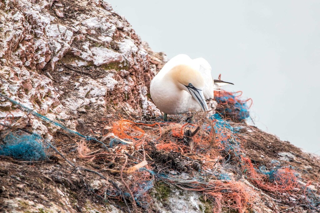 176 birds species on all continents except Antarctica have been found to use trash in their nests.