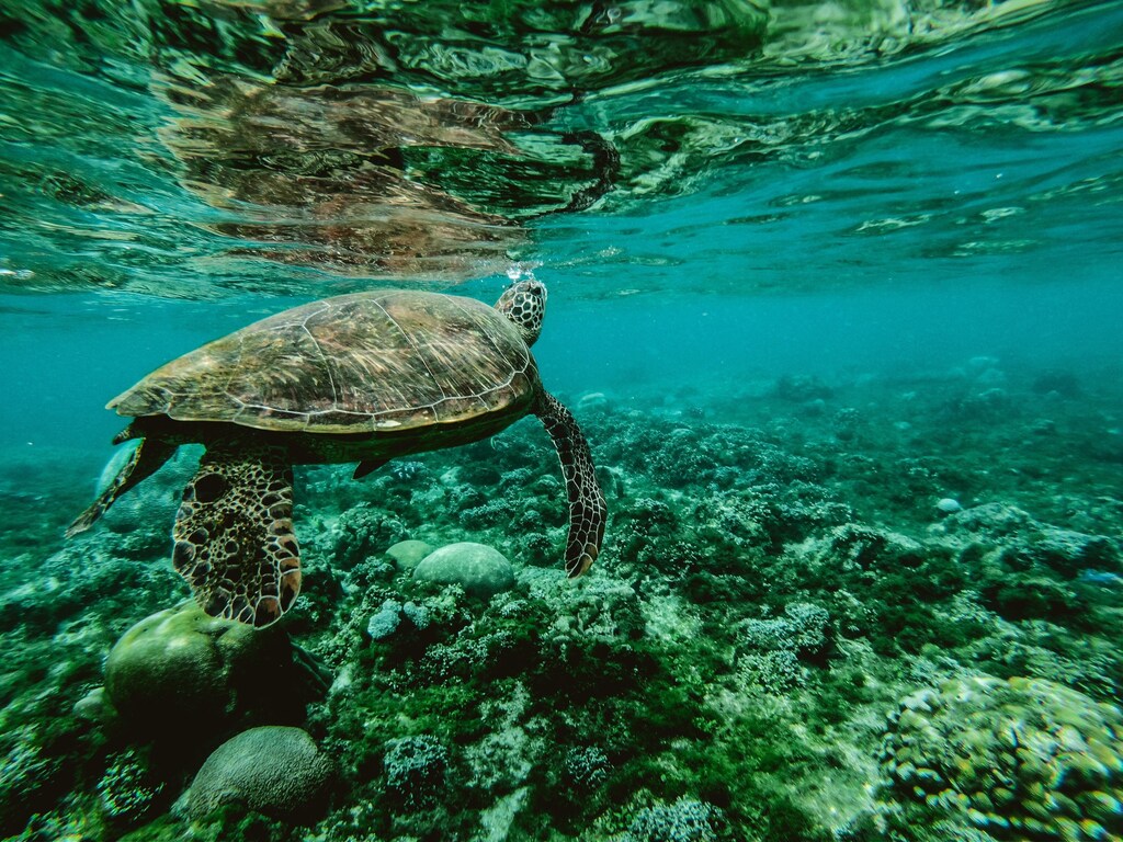 Under the UN Convention on the Law of the Sea, Fishing Access Agreements have allowed companies to overfish with impunity, devastating fish populations and traditional fishing communities