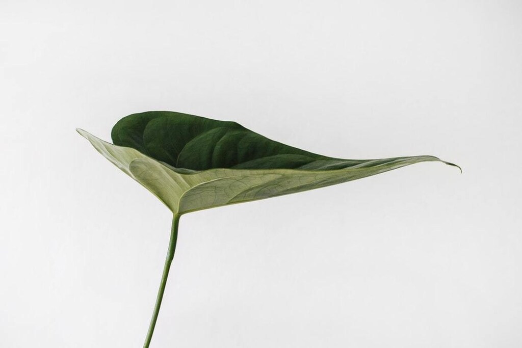 A close-up photo of a leaf.