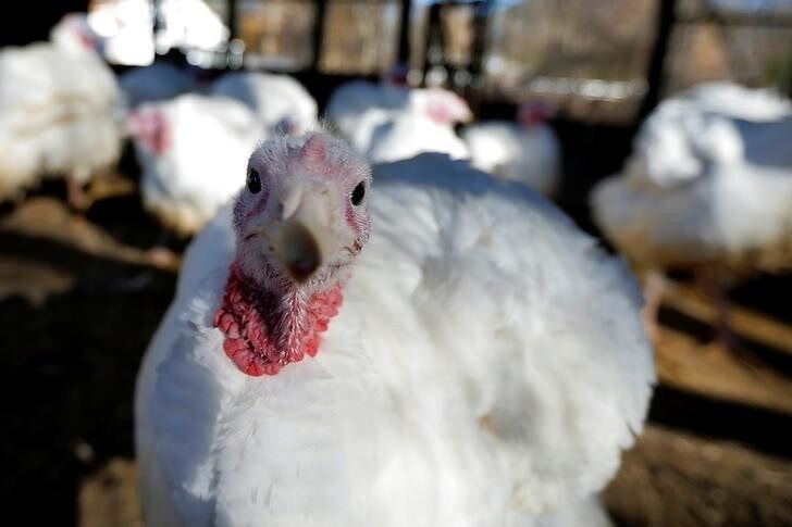 A turkey looks around its barn at Seven Acres Farm in North Reading, Massachusetts, U.S. November 23, 2016, one day before the Thanksgiving holiday in the United States. REUTERS/Brian Snyder