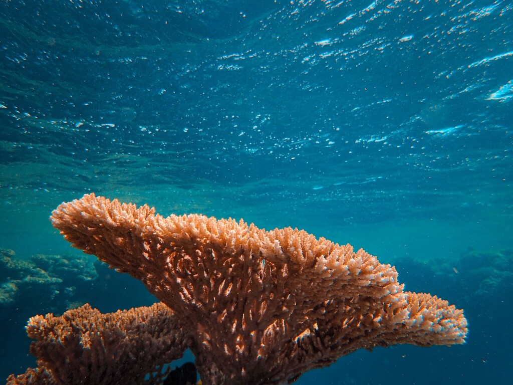 Coral growing in the ocean.