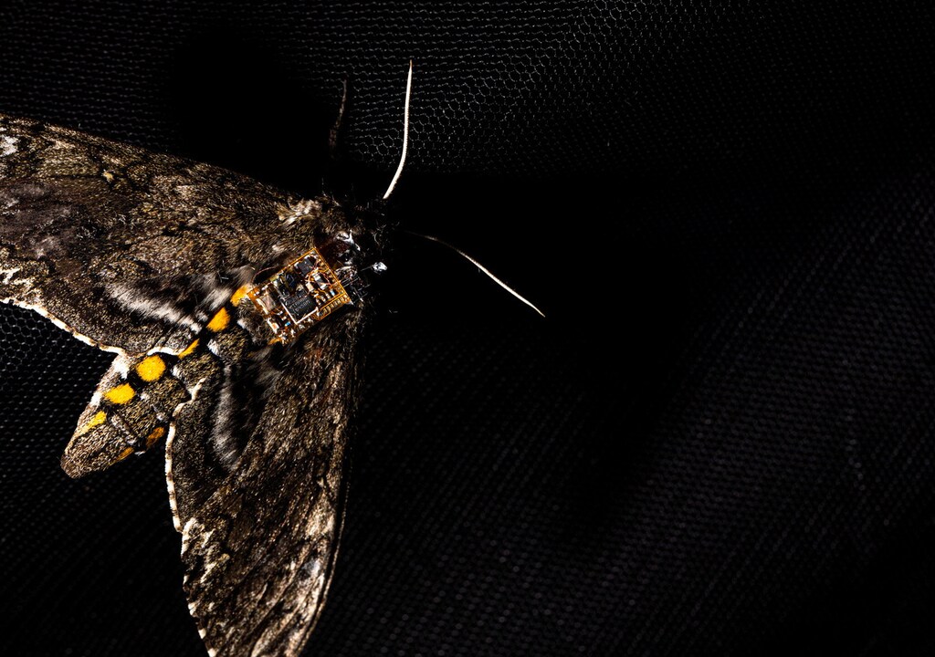 moths moth wings sensor tech delivery deliver measure light sound microphone environment Tech technology science chemistry biology physics electricity electric power battery charge positive negative lab laboratory scientist fourth industrial revolution volt voltage change progress advancement power new revolutionary robot robotics ai artificial intelligence machine learning Cities smart urban urbanization development growth growing inclusive inclusivity poverty tech technology science data electricity electric power fourth industrial revolution 4ir progress advancement power new revolutionary robot robotics ai artificial intelligence machine learning