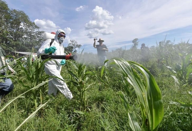 Bolivia's President Evo Morales (L) fumigates corn plants against locust plague in Yateirenda, in Santa Cruz, Bolivia, February 22, 2017. Freddy Zarco/Courtesy of Bolivian Presidency/Handout via REUTERSATTENTION EDITORS - THIS IMAGE WAS PROVIDED BY A THIRD PARTY. FOR EDITORIAL USE ONLY.