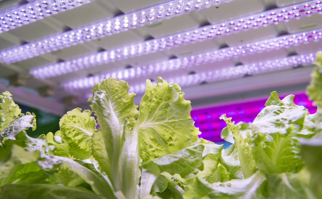 Growing salad leaves with the help of AI can boost sustainability.
