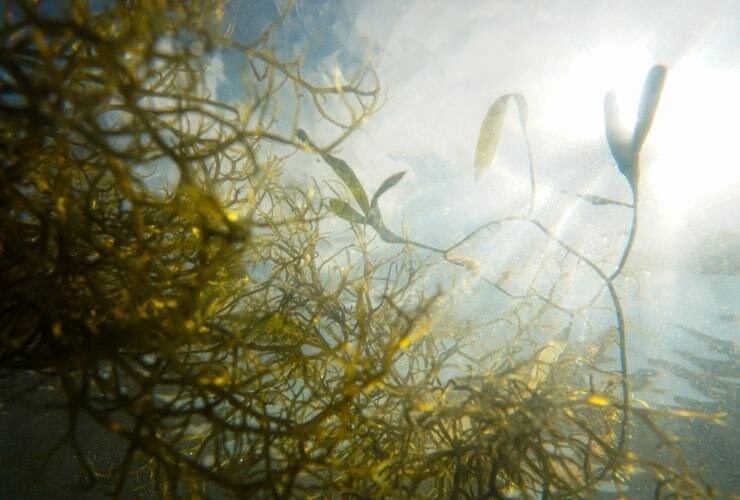 image of seagrass
