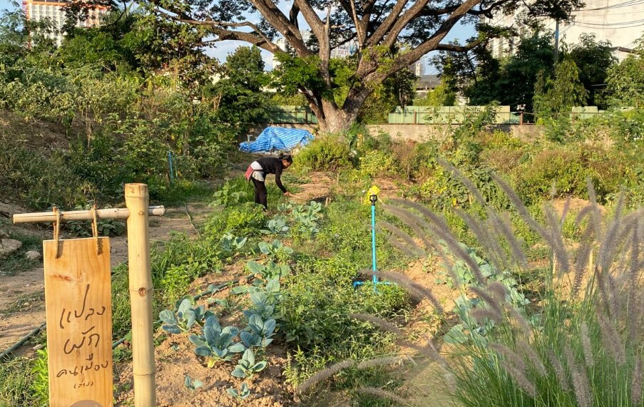 a picture of the community garden with a woman tending to plants