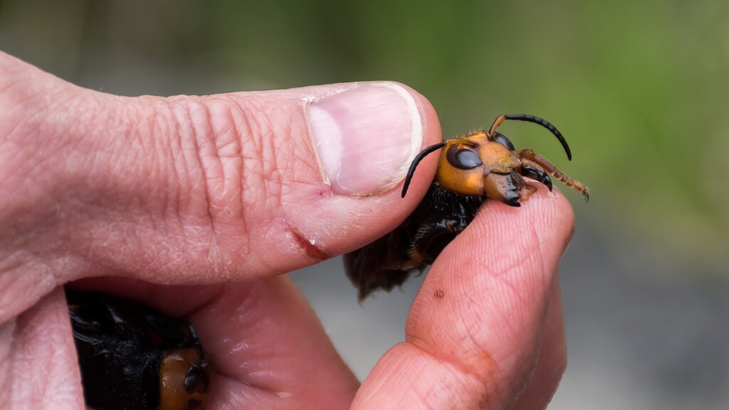 Washington State Department of Agriculture entomologist Chris Looney holds an Asian Giant Hornet caught in a trap near Blaine, Washington, U.S. April 23, 2020. Picture taken April 23, 2020. Karla Salp/Washington State Department of Agriculture/Handout via REUTERS. THIS IMAGE HAS BEEN SUPPLIED BY A THIRD PARTY. MANDATORY CREDIT - RC2XHG9TL9YE