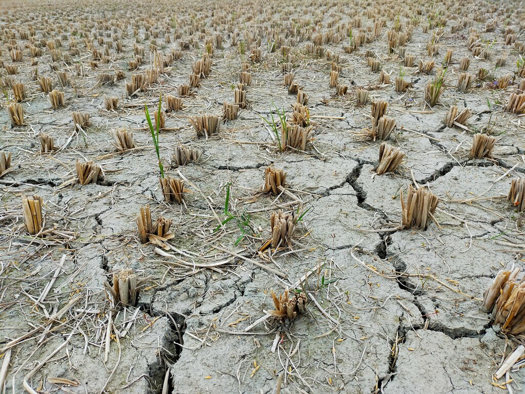 Cracked dry earth and dead crops.