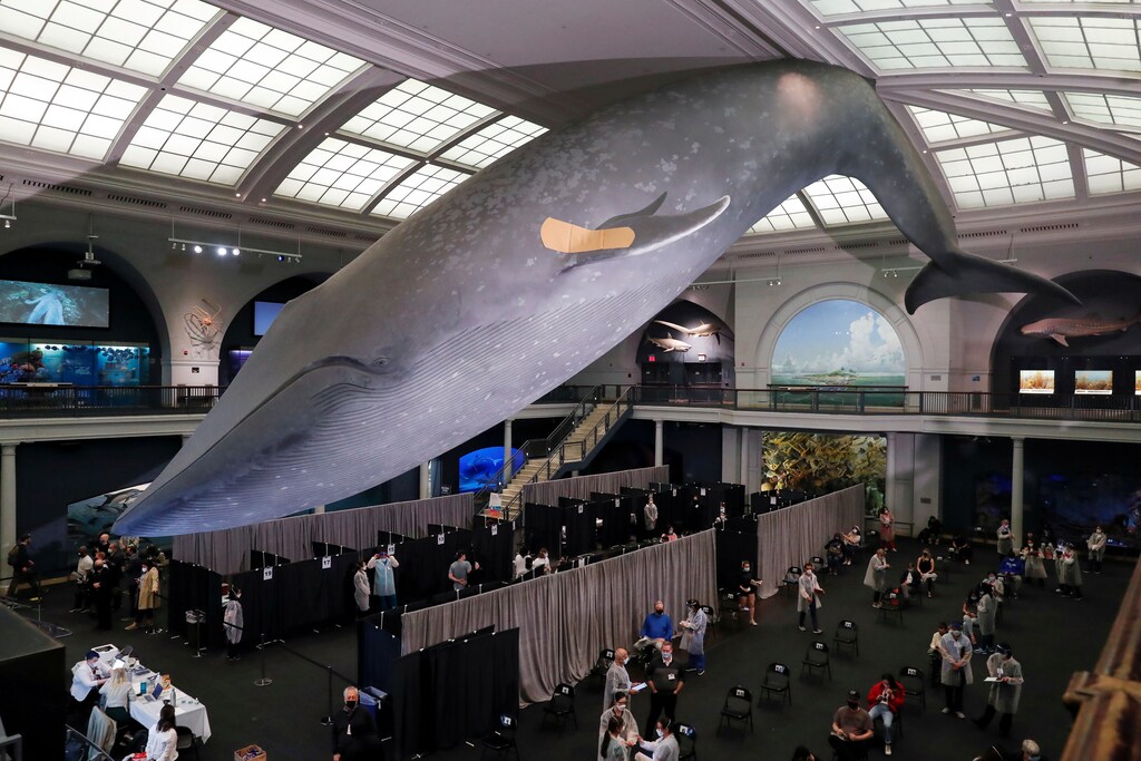 A blue whale model hangs with a band aid on its fin above a pop up vaccination site at the American Museum of Natural History in New York City, U.S., April 23, 2021. REUTERS/Shannon Stapleton TPX IMAGES OF THE DAY - RC2T1N9ET247