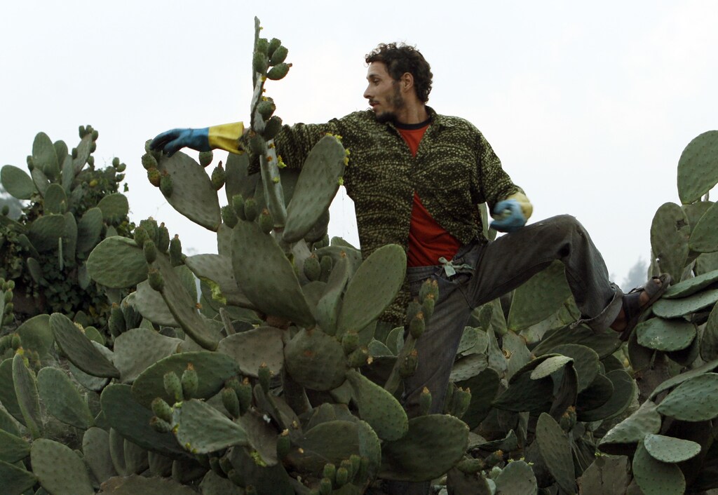 A worker picks prickly pears at a farm in Khanka area, about 30 km (20 miles) northeast of Cairo, July 4, 2008. The workers pick the fruit during early morning hours when the plant is still covered with dew, which reduces likelihood of injury from the spikes. REUTERS/Asmaa Waguih (EGYPT) - GM1E47504LN01