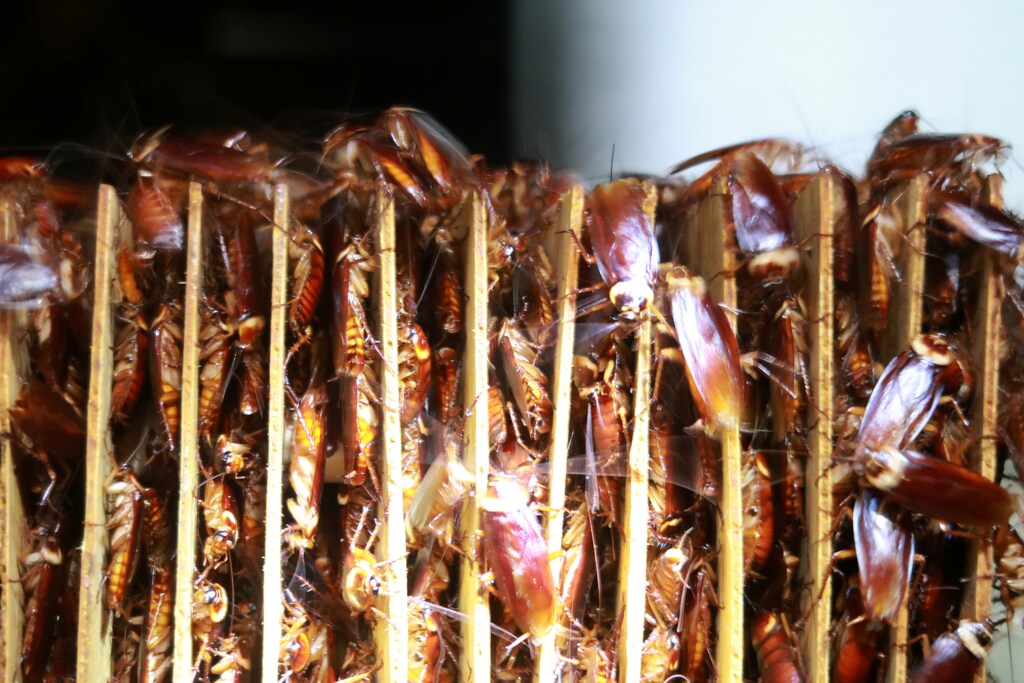 Cockroaches are seen among cardboards at a farm operated by pharmaceutical company Gooddoctor in Xichang, Sichuan province, China August 10, 2018. Picture taken August 10, 2018. REUTERS/Thomas Suen - RC16E10C7A90